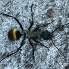 Polyrhachis ammon (Golden-spined Ant, Golden Ant) at Molonglo Valley, ACT - 18 Oct 2021 by jb2602