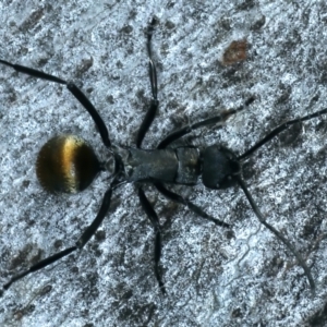 Polyrhachis ammon at Molonglo Valley, ACT - 18 Oct 2021
