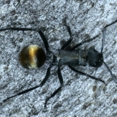 Polyrhachis ammon at Molonglo Valley, ACT - 18 Oct 2021