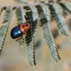 Calomela moorei (Acacia Leaf Beetle) at Mount Clear, ACT - 18 Oct 2021 by SWishart