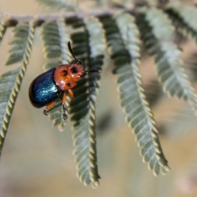 Calomela moorei (Acacia Leaf Beetle) at Namadgi National Park - 18 Oct 2021 by SWishart
