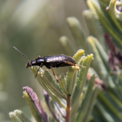 Lepturidea sp. (genus) (Comb-clawed beetle) at Mount Clear, ACT - 18 Oct 2021 by SWishart