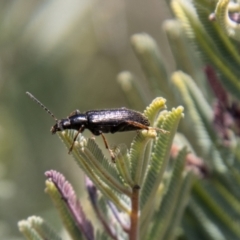 Unidentified Darkling beetle (Tenebrionidae) (TBC) at Mount Clear, ACT - 18 Oct 2021 by SWishart