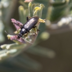 Lepturidea sp. (genus) at Mount Clear, ACT - 18 Oct 2021