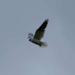 Elanus axillaris at Throsby, ACT - 21 Oct 2021