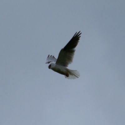 Elanus axillaris (Black-shouldered Kite) at Throsby, ACT - 20 Oct 2021 by MB