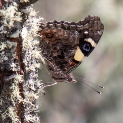 Vanessa itea (Yellow Admiral) at Namadgi National Park - 18 Oct 2021 by SWishart