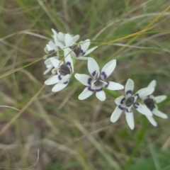 Wurmbea dioica subsp. dioica (Early Nancy) at Bonython, ACT - 21 Oct 2021 by Soooz