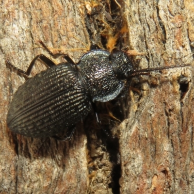 Adelium porcatum (Darkling Beetle) at Namadgi National Park - 18 Oct 2021 by Christine