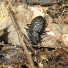 Adelium porcatum at Rendezvous Creek, ACT - 18 Oct 2021