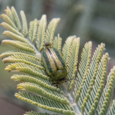 Calomela vittata (Acacia leaf beetle) at Namadgi National Park - 18 Oct 2021 by SWishart