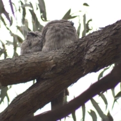 Podargus strigoides (Tawny Frogmouth) at Cook, ACT - 21 Oct 2021 by Amy