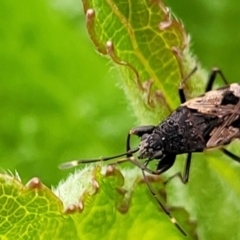 Euander lacertosus at Holt, ACT - suppressed