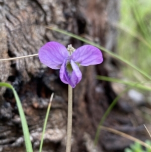 Viola betonicifolia at Farrer, ACT - 21 Oct 2021