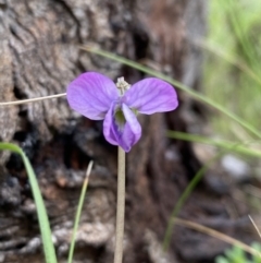 Viola betonicifolia (Mountain Violet) at Farrer Ridge - 21 Oct 2021 by Shazw