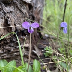 Viola betonicifolia at Farrer, ACT - 21 Oct 2021