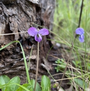 Viola betonicifolia at Farrer, ACT - 21 Oct 2021