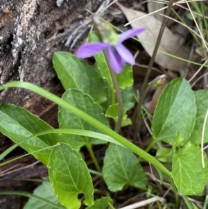 Viola betonicifolia at Farrer, ACT - 21 Oct 2021