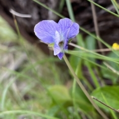 Viola betonicifolia at Farrer, ACT - 21 Oct 2021