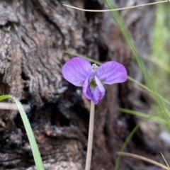 Viola betonicifolia at Farrer, ACT - 21 Oct 2021