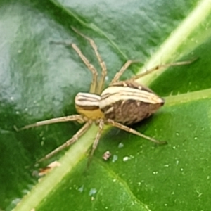 Oxyopes sp. (genus) at Holt, ACT - 21 Oct 2021 03:17 PM