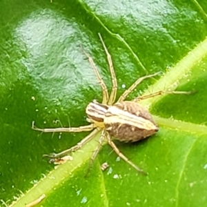 Oxyopes sp. (genus) at Holt, ACT - 21 Oct 2021 03:17 PM