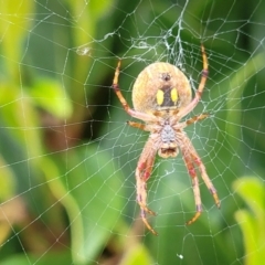 Salsa fuliginata (Sooty Orb-weaver) at Holt, ACT - 21 Oct 2021 by tpreston