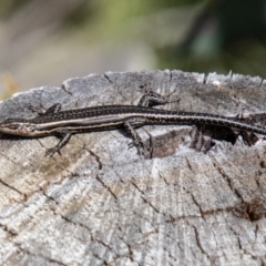 Pseudemoia spenceri (Spencer's Skink) at Namadgi National Park - 18 Oct 2021 by SWishart