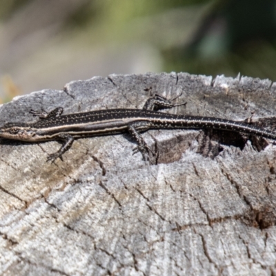 Pseudemoia spenceri (Spencer's Skink) at Namadgi National Park - 18 Oct 2021 by SWishart