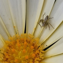 Oxyopes sp. (genus) (Lynx spider) at Holt, ACT - 21 Oct 2021 by tpreston