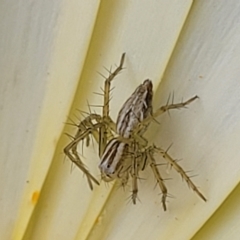 Oxyopes sp. (genus) at Holt, ACT - suppressed