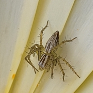 Oxyopes sp. (genus) at Holt, ACT - 21 Oct 2021