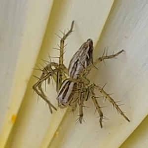 Oxyopes sp. (genus) at Holt, ACT - suppressed