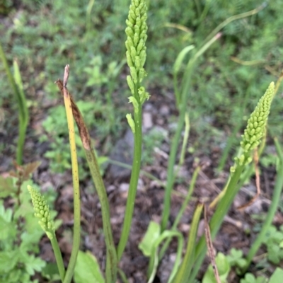 Microtis unifolia (Common Onion Orchid) at Braddon, ACT - 21 Oct 2021 by JanetRussell