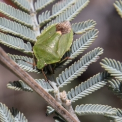 Ocirrhoe lutescens (A shield bug) at Mount Clear, ACT - 18 Oct 2021 by SWishart