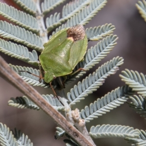 Ocirrhoe lutescens at Mount Clear, ACT - 18 Oct 2021