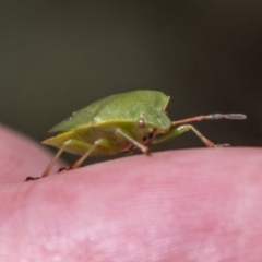 Ocirrhoe lutescens at Mount Clear, ACT - 18 Oct 2021