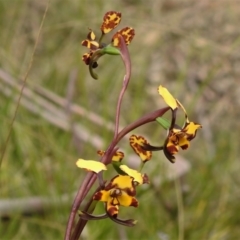 Diuris pardina (Leopard Doubletail) at Tidbinbilla Nature Reserve - 21 Oct 2021 by JohnBundock