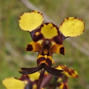 Diuris pardina at Paddys River, ACT - 21 Oct 2021