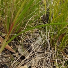 Diuris pardina at Paddys River, ACT - 21 Oct 2021