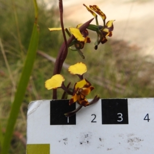 Diuris pardina at Paddys River, ACT - 21 Oct 2021