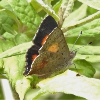 Paralucia aurifera (Bright Copper) at Paddys River, ACT - 21 Oct 2021 by JohnBundock