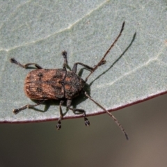 Cadmus (Cadmus) gigas (Leaf beetle) at Namadgi National Park - 18 Oct 2021 by SWishart