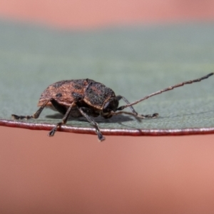 Cadmus (Cadmus) gigas at Mount Clear, ACT - 18 Oct 2021 11:56 AM