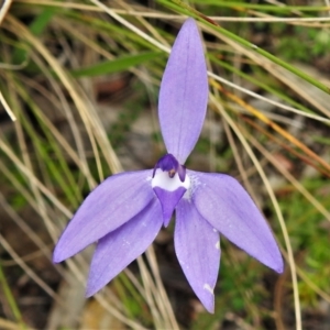 Glossodia major at Paddys River, ACT - suppressed