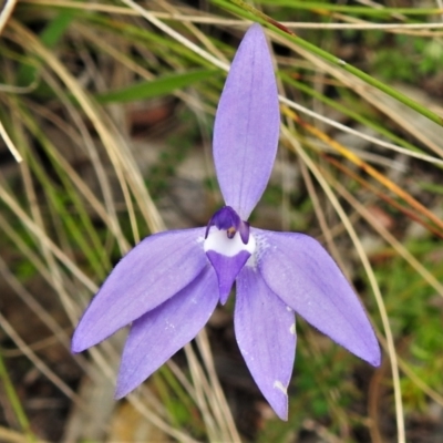 Glossodia major (Wax Lip Orchid) at Tidbinbilla Nature Reserve - 20 Oct 2021 by JohnBundock