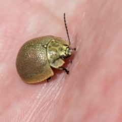 Paropsis sp. (genus) (A leaf beetle) at Namadgi National Park - 18 Oct 2021 by SWishart