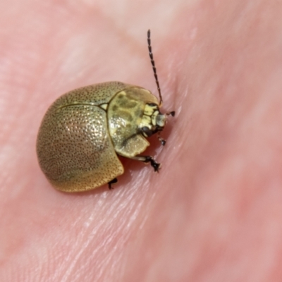 Paropsis sp. (genus) (A leaf beetle) at Namadgi National Park - 18 Oct 2021 by SWishart