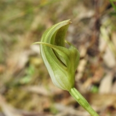 Pterostylis curta (Blunt Greenhood) at Paddys River, ACT - 21 Oct 2021 by JohnBundock