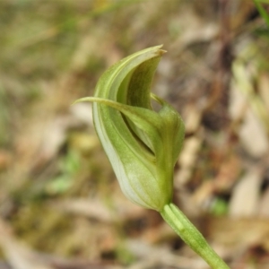 Pterostylis curta at Paddys River, ACT - suppressed